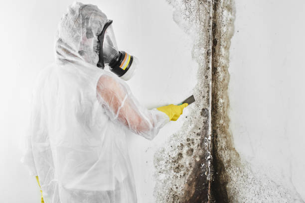 Best Fast Mold Removal  in Harbor Isle, NY