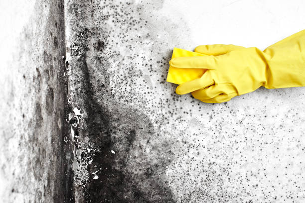 Best Local Mold Removal Service  in Harbor Isle, NY