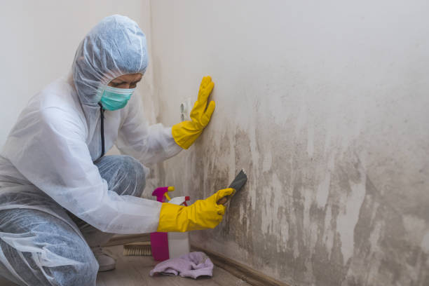 Best Mold Testing  in Harbor Isle, NY