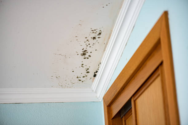 Mold Removal and Inspection in Harbor Isle, NY