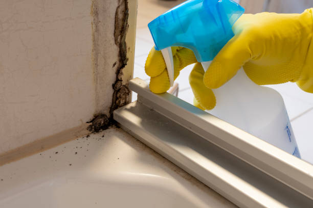 Best Mold Damage Repair  in Harbor Isle, NY