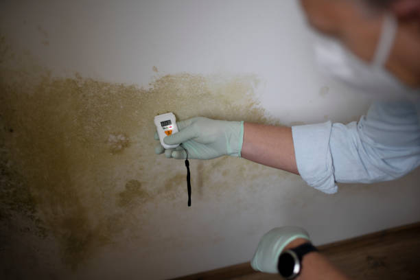 Best Best Mold Removal Companies  in Harbor Isle, NY