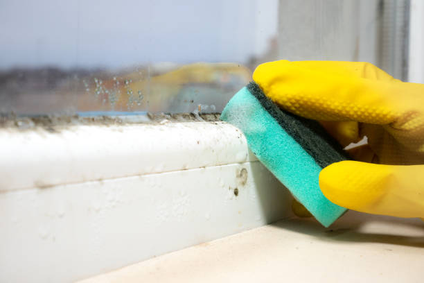 Best Mold Remediation  in Harbor Isle, NY