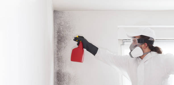 Best Office Mold Removal Services  in Harbor Isle, NY