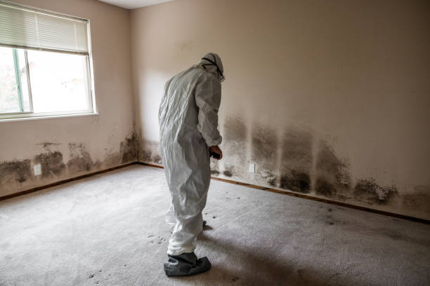 Best Affordable Mold Removal  in Harbor Isle, NY