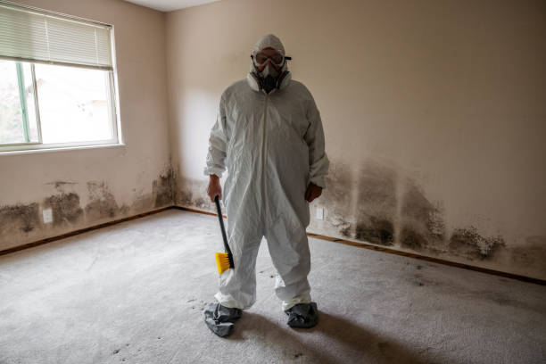 Mold Removal and Inspection in Harbor Isle, NY