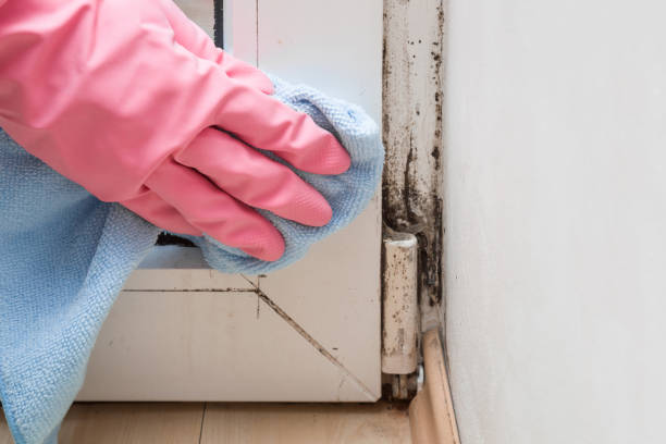 Professional Mold Removal in Harbor Isle, NY