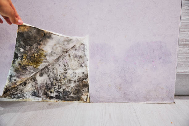 Best Mold Remediation Services  in Harbor Isle, NY